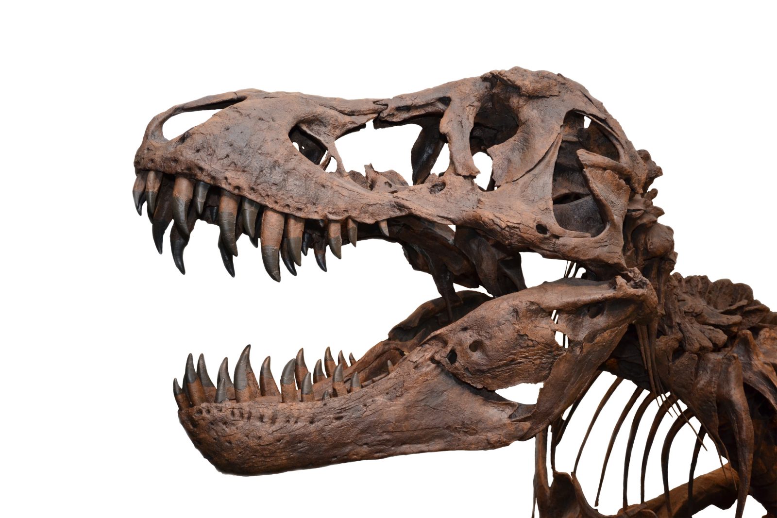 what dinosaur has 500 teeth?