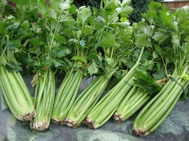 Consider the benefits of celery leaves for men